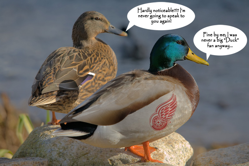 Ducks_Argument.jpg