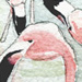 flamingos
