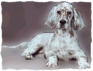 English Setter - Picture Edited