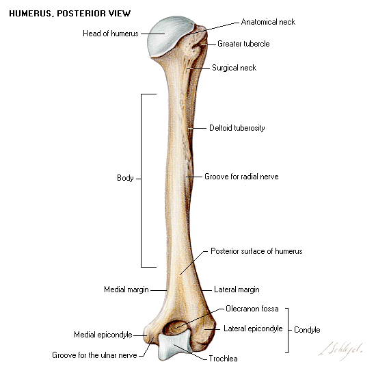 The Shoulder Girdle, Part 1: Bones and.