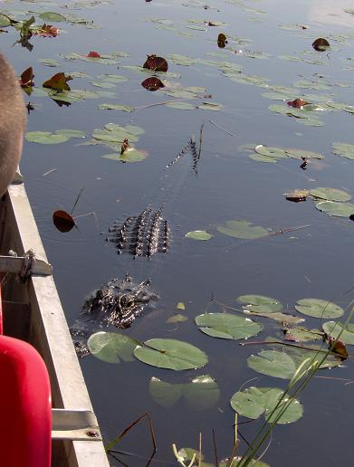 Alligator Swimming Toward Boat