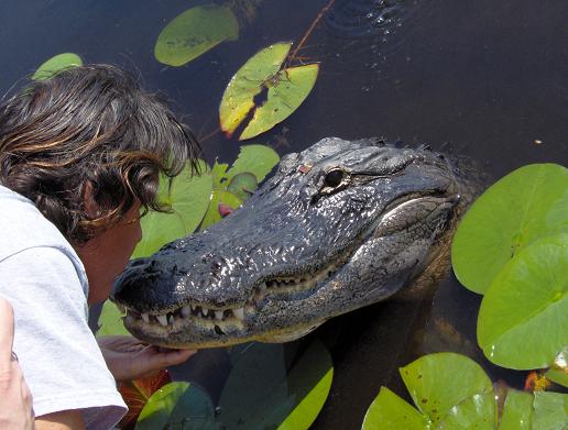 Tour Guide kissing alligator