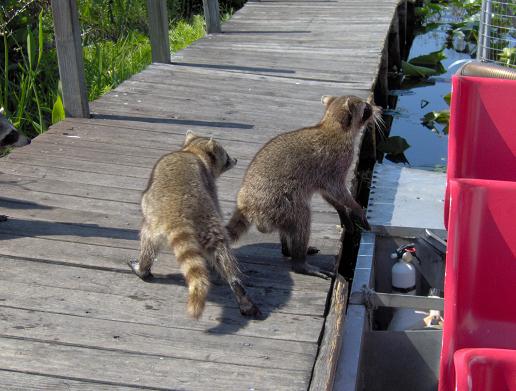Raccoons next to the boat