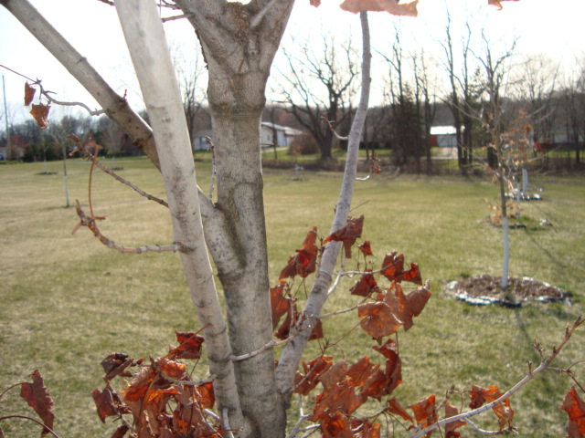 Maple Syrup in progress