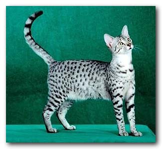 Cat Fanciers Association - Egyptian Mau Page