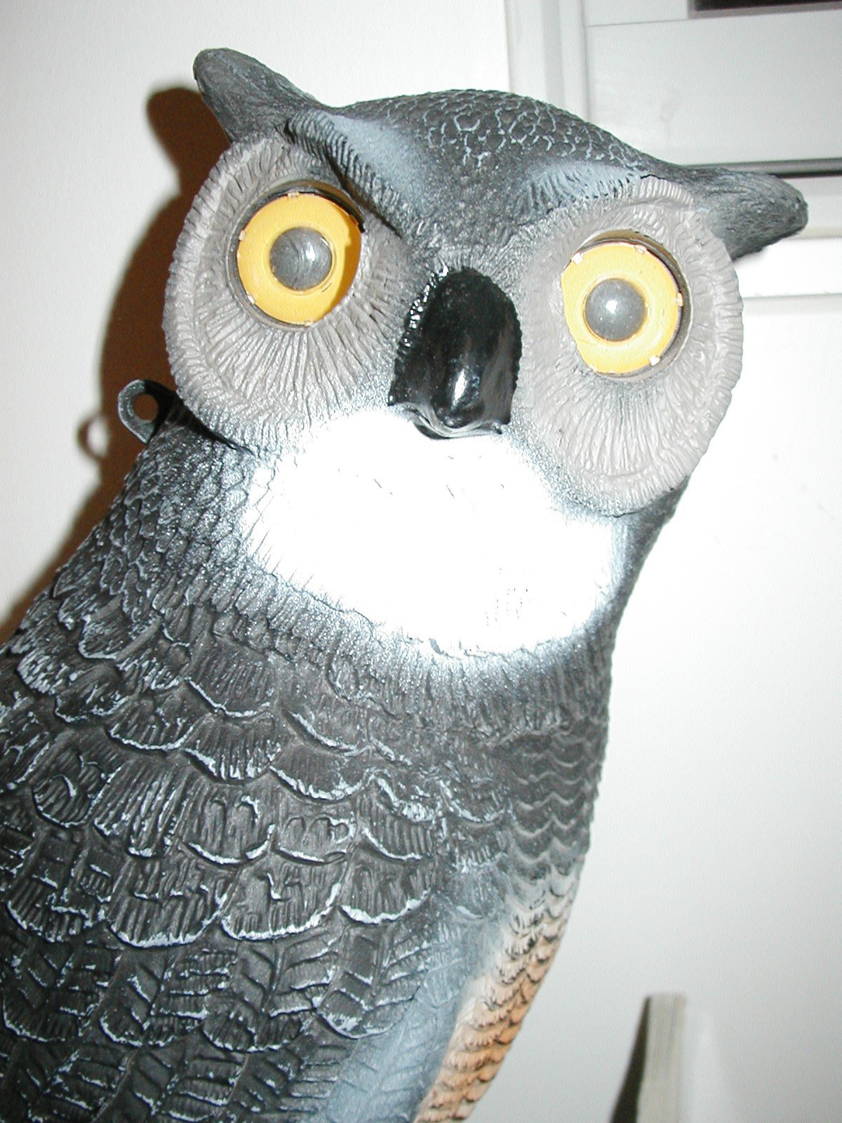 owl