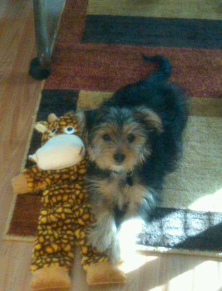 Giraffe