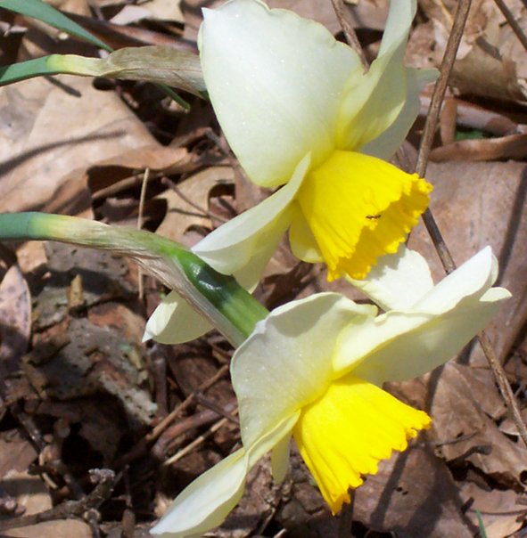 Daffodil