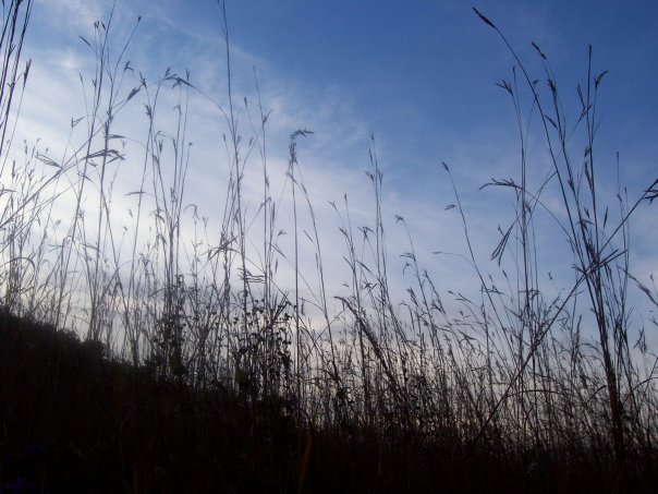 Field, Jenison, MI
