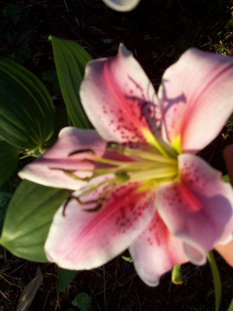 Lily