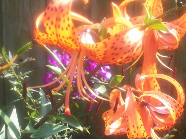Orange Flowers
