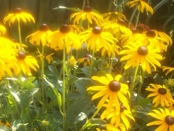 Yellow Flowers