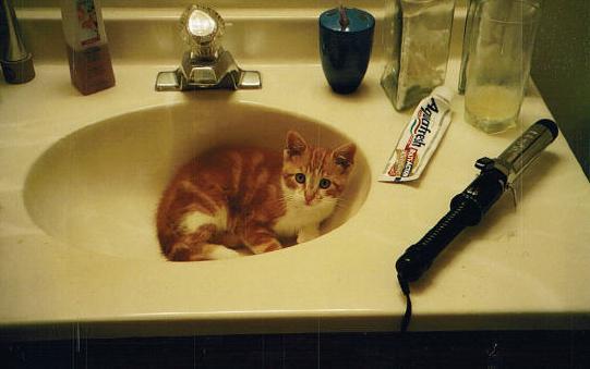 cat
