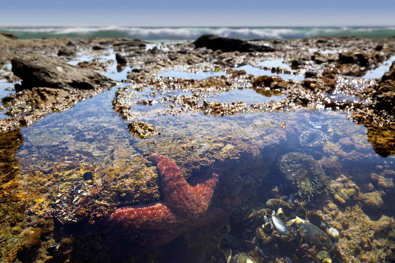 Coast Tide Pool Close Up Showing Fauna, Starfish and Seaweed and scatted rocks under clear pool of sea water.