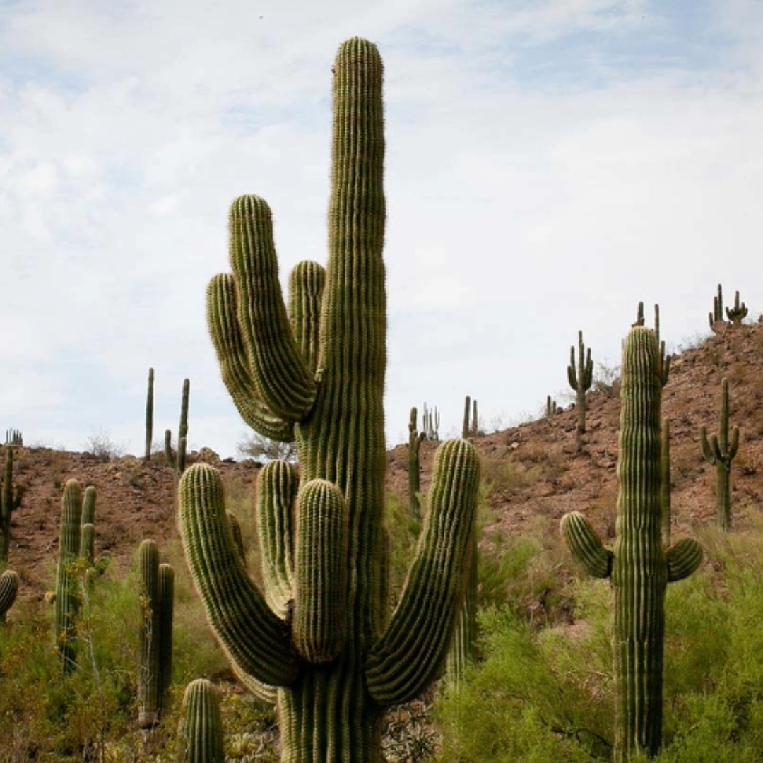 Landscape Tight Shot Showing Catcus In Desert Surrounded By Other Cactus