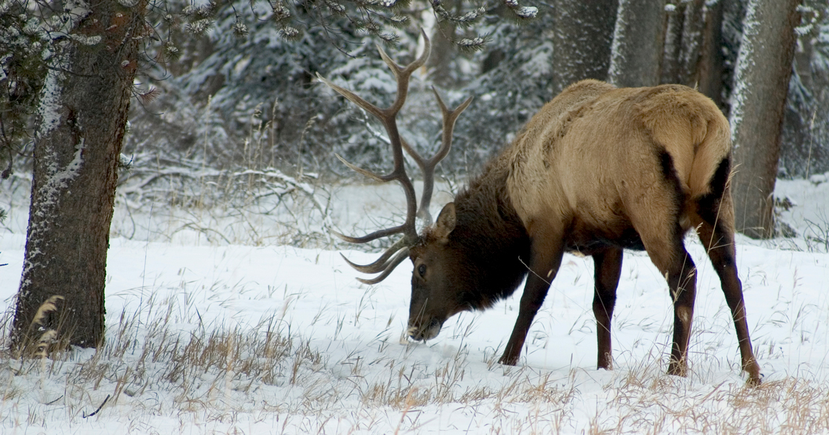 Elk spotted in Taigs