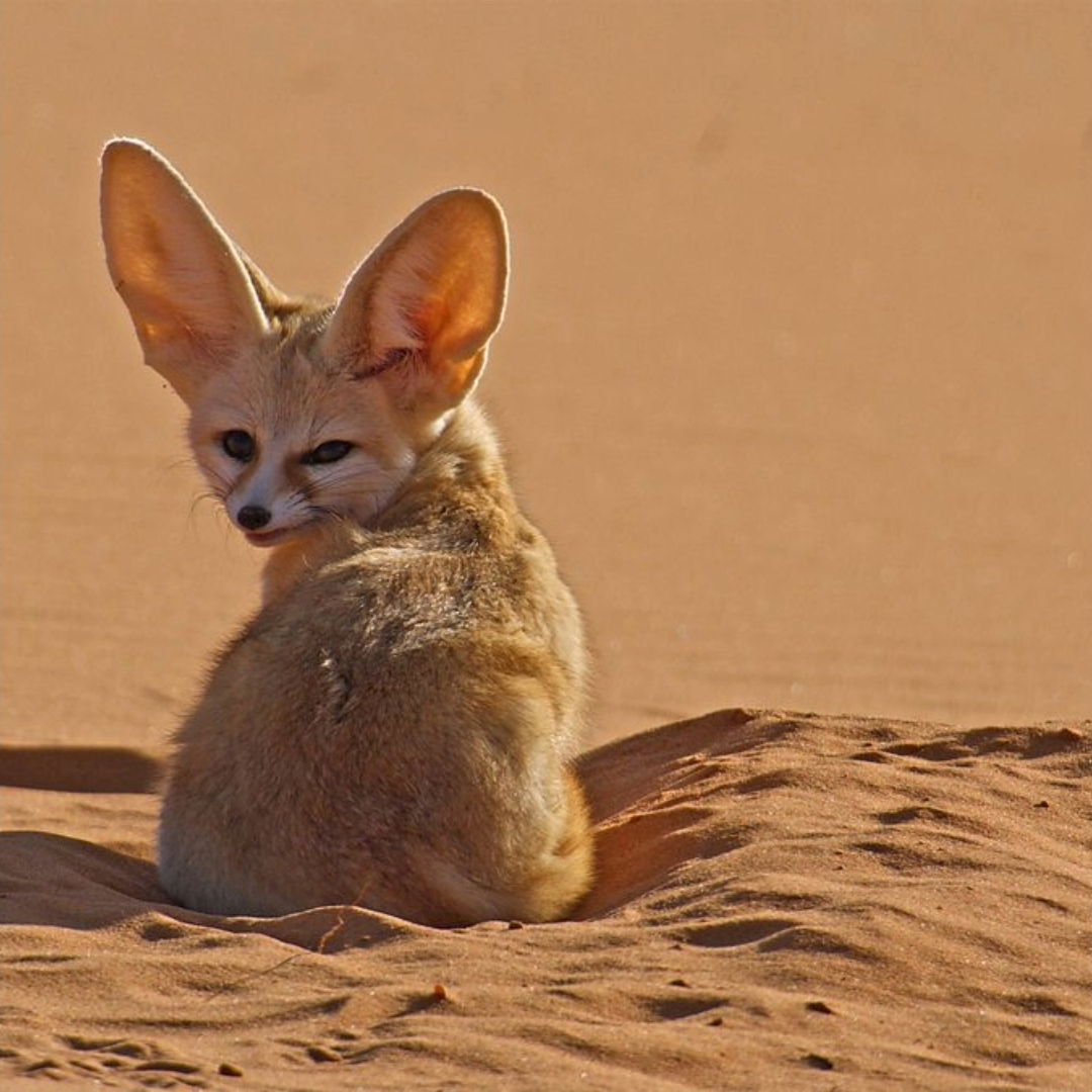 Fennic Fox found in Desert