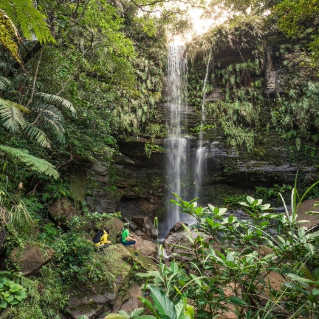 Waterfall in Jungle surrounded by lush greenery