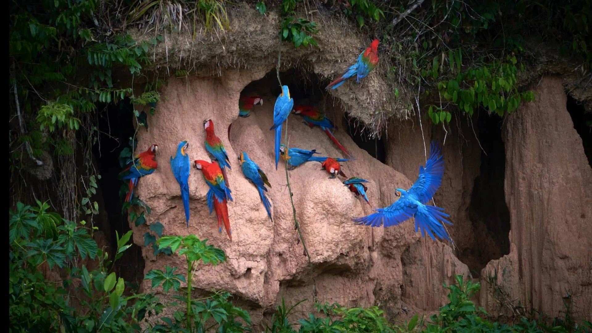 Macaw in Jungle