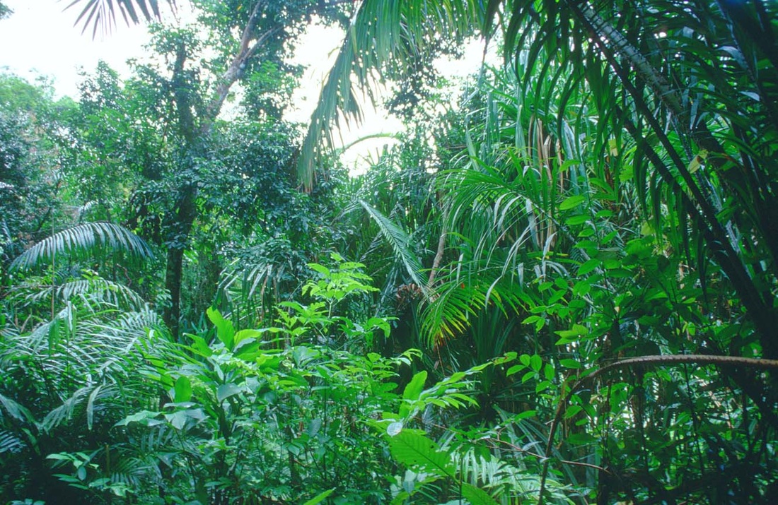 Green Tropical Environment