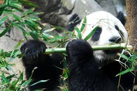 panda eating bamboo