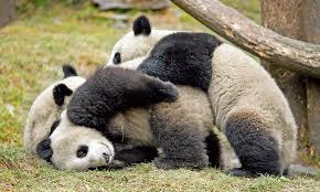 three pandas playing