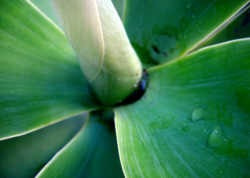 Australian Plant Australian Plant