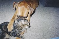 Kill that cat