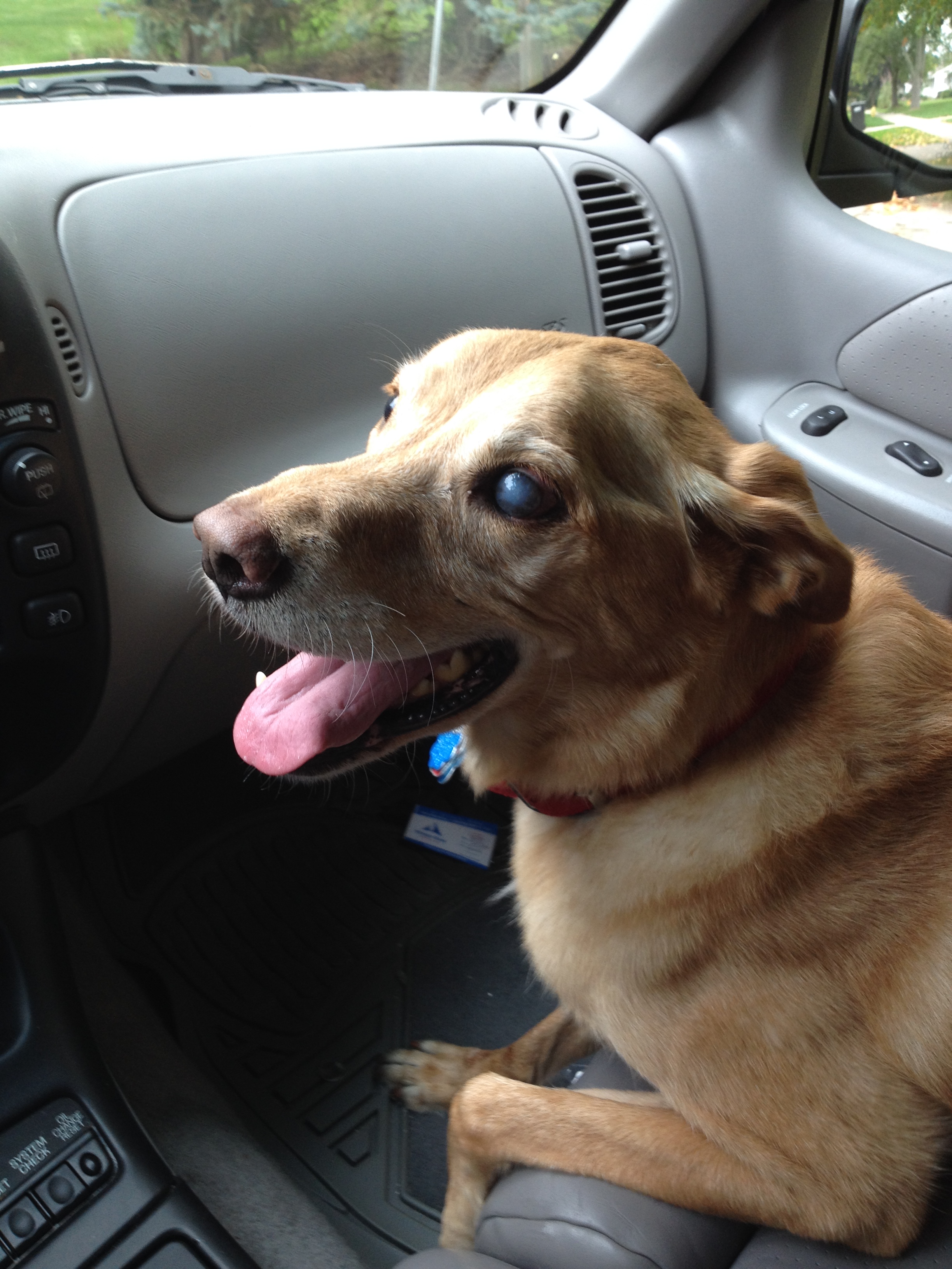 Buddy in the Car