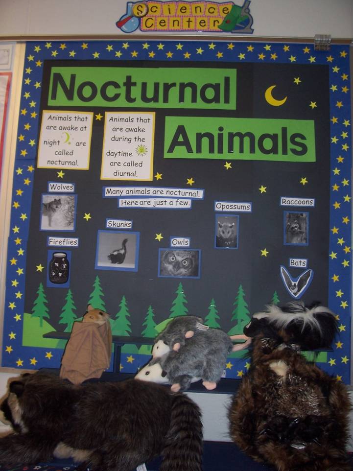 Nocturnal Animals Bulletin Board