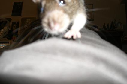 missy running down my arm