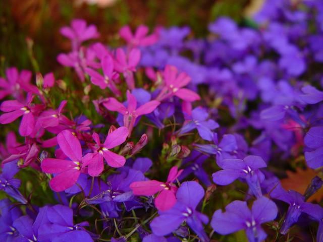 flox