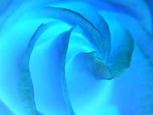 bright blue rose