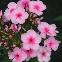 pink flox