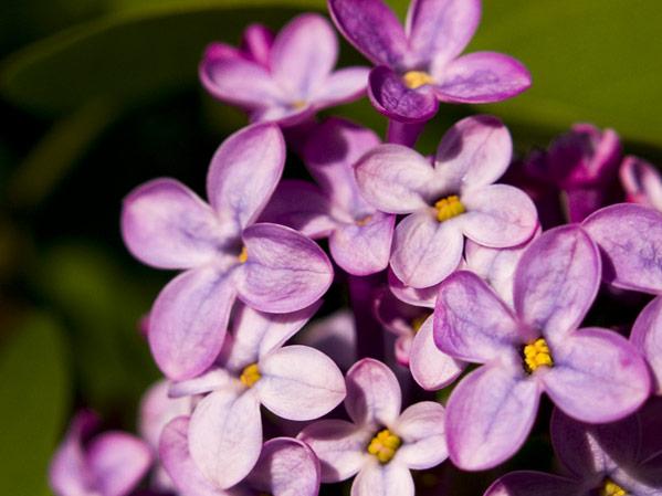 lilacs