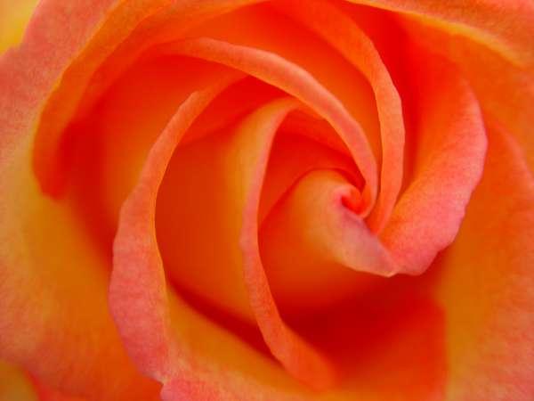 peach rose