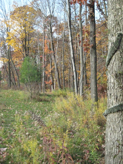 study in green image installation