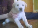 puppy