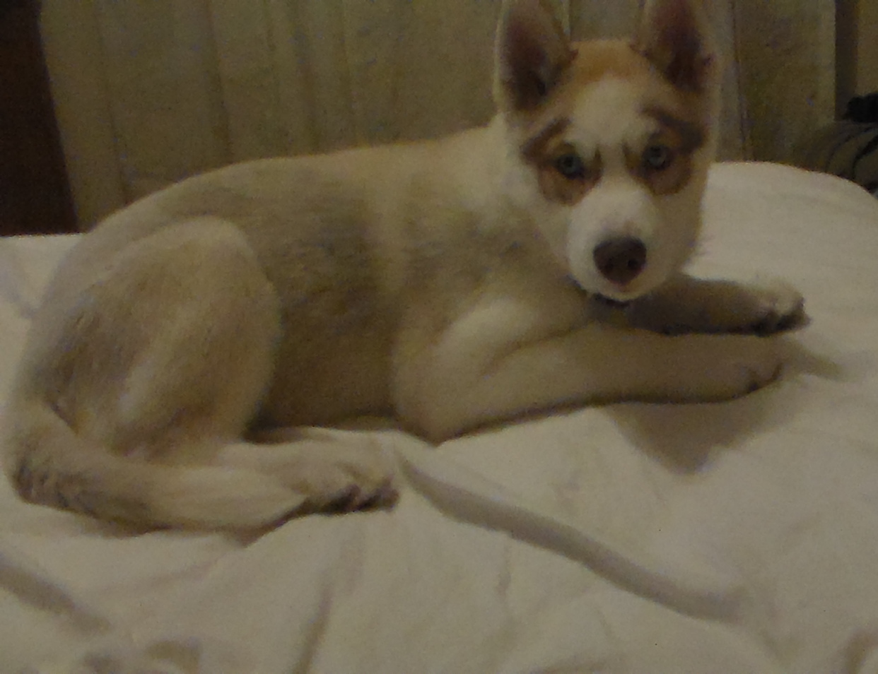 Arianna bed