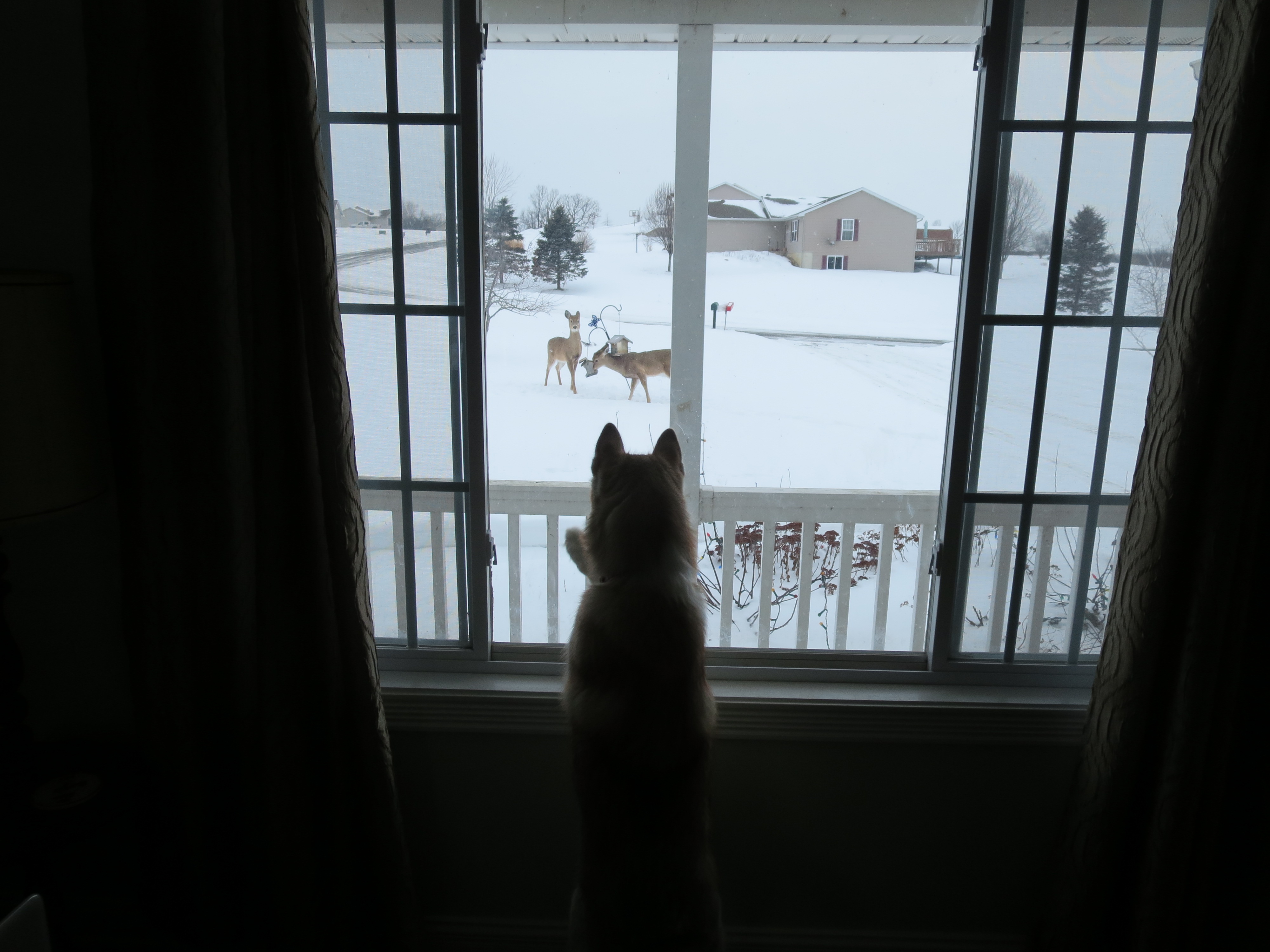 Arianna and deer