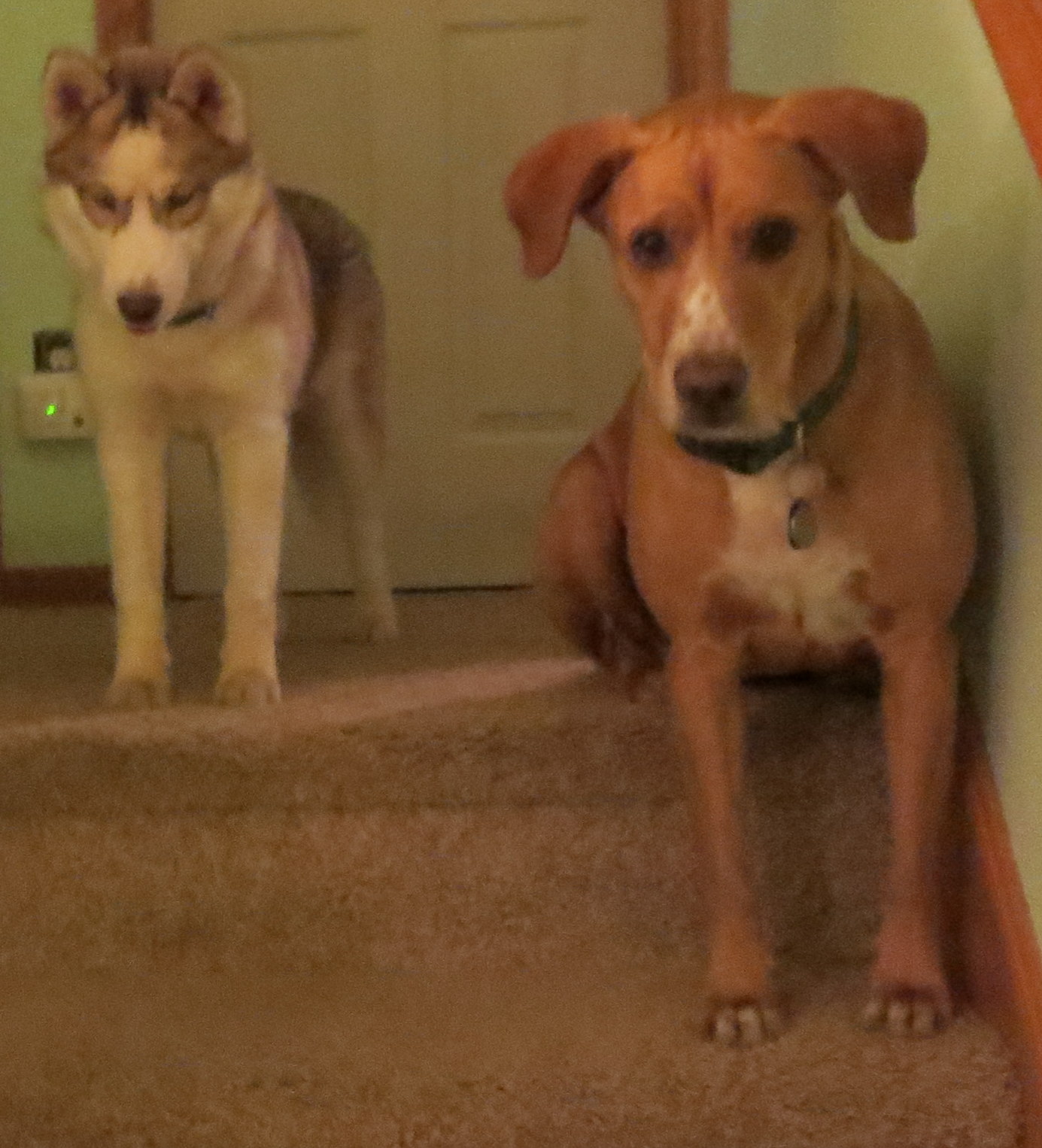 Arianna and Ripley