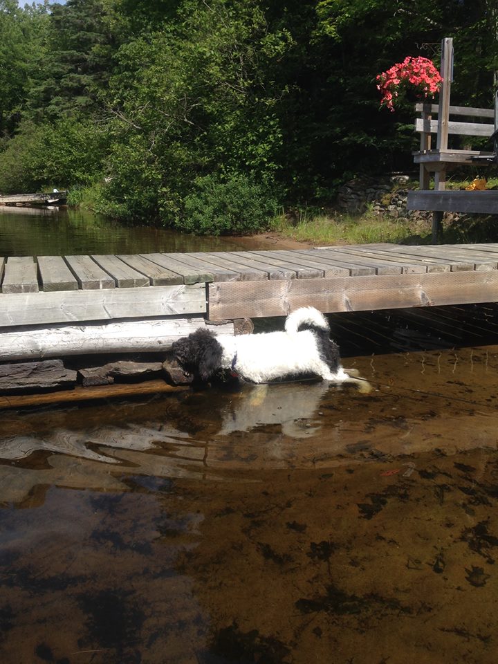 Stitch in the water