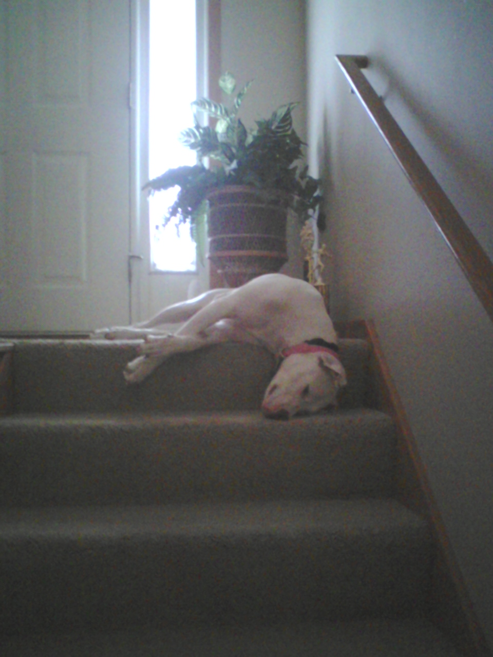 C.C. laying on stairs