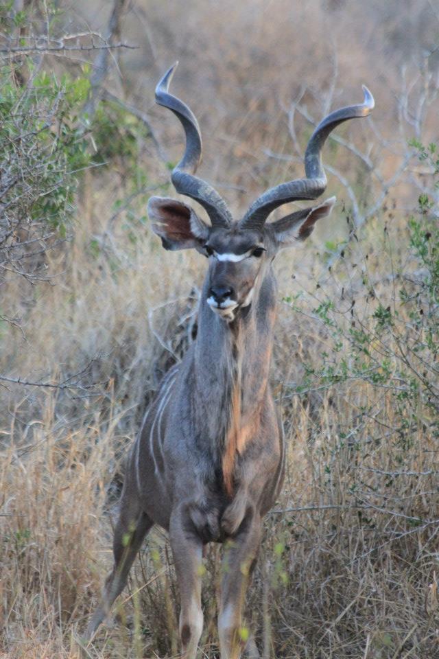 kudu buck