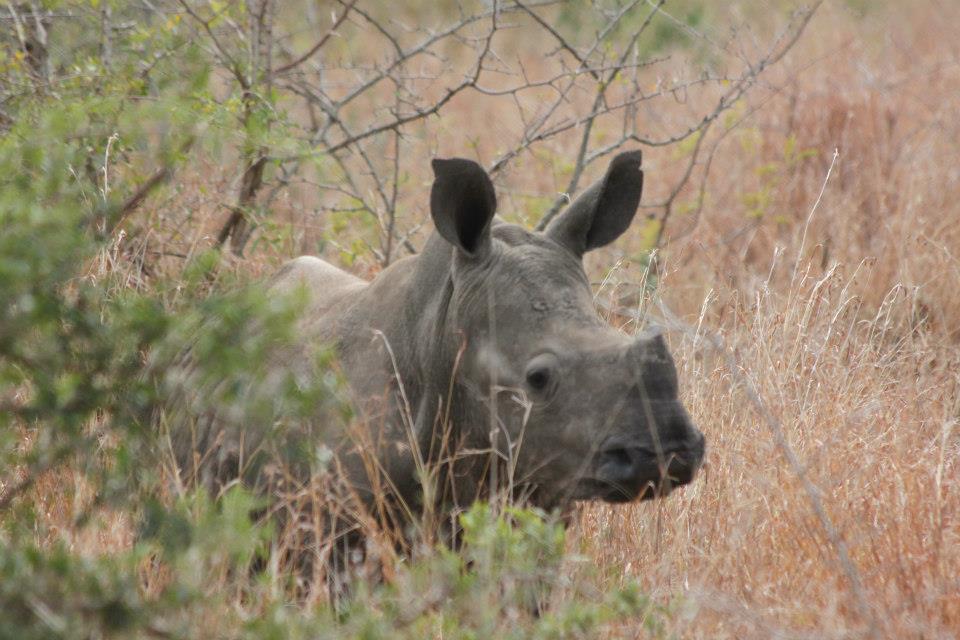 baby rhino behind a bush