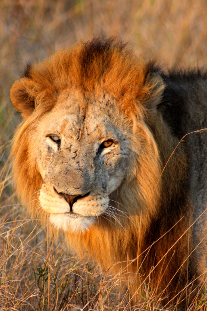 half blind lion looking into camera