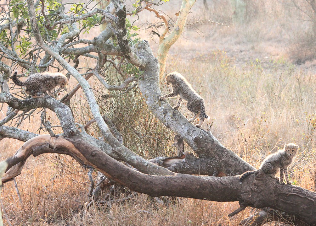 cheetah cubs climbing on a fallen tree