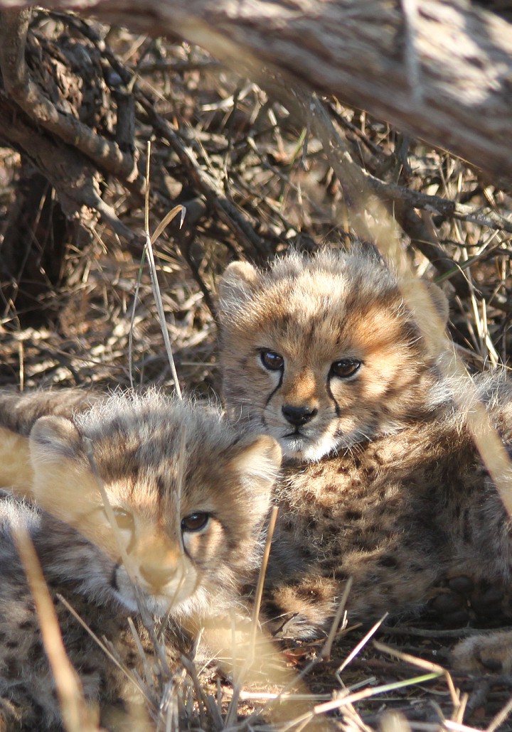 cheetah cubs under a tree