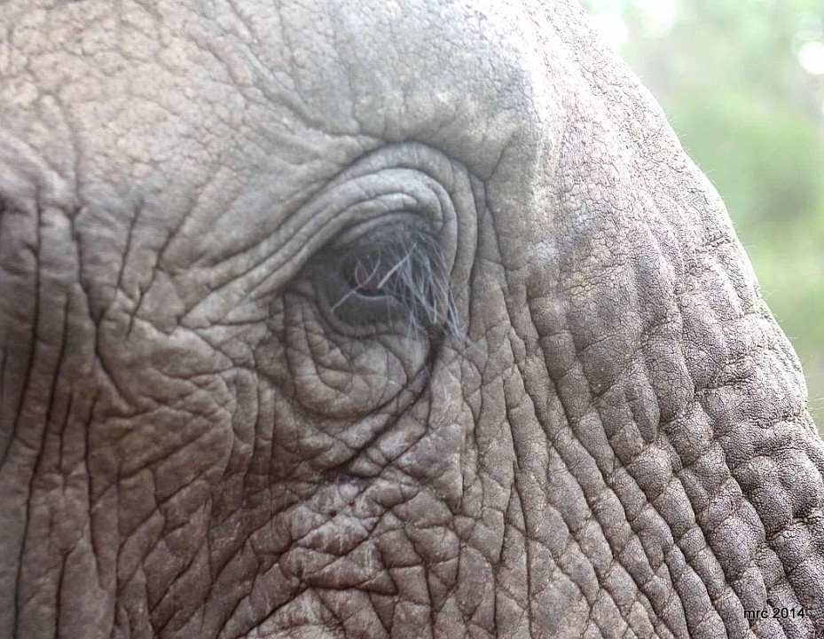 close up of elephant eye