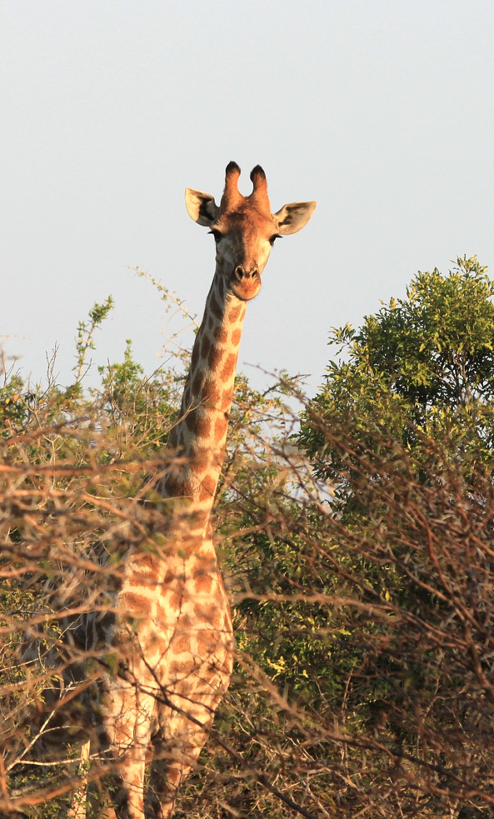 giraffe looking into the camera